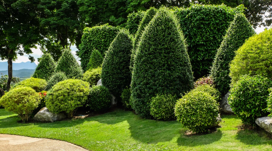 beautiful shaped big trees